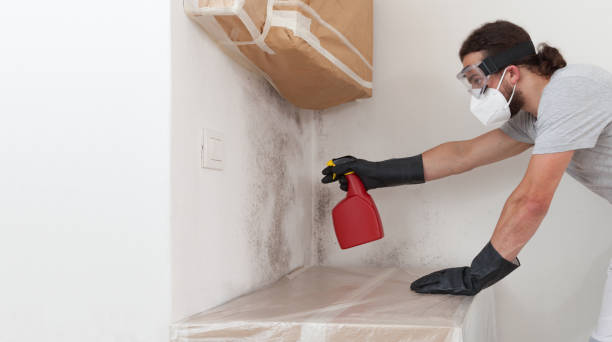 Basement Mold Remediation treatment on basement walls in Lincoln
