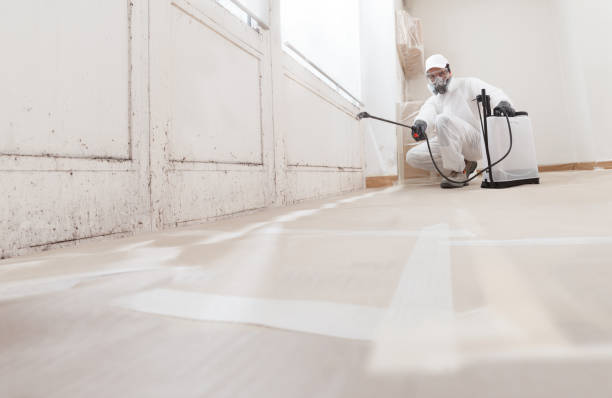 Black mold remediation team in Lincoln